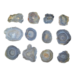 Fleur de Calcédoine