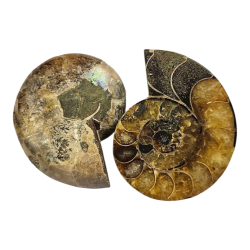 Ammonite sciée opalisée