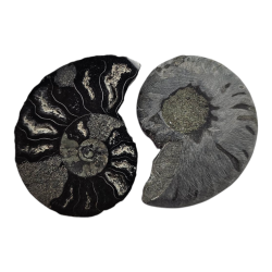 Ammonite sciée