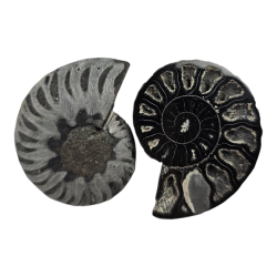 Ammonite sciée