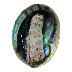 Lot fumigation Coquille...