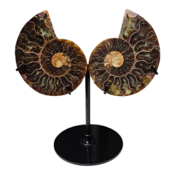 Ammonite opalisée avec...